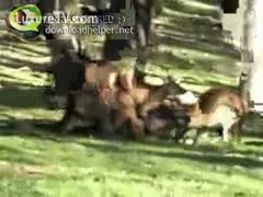 A clip from an amateur film shows kangaroos having sex in a zoo.